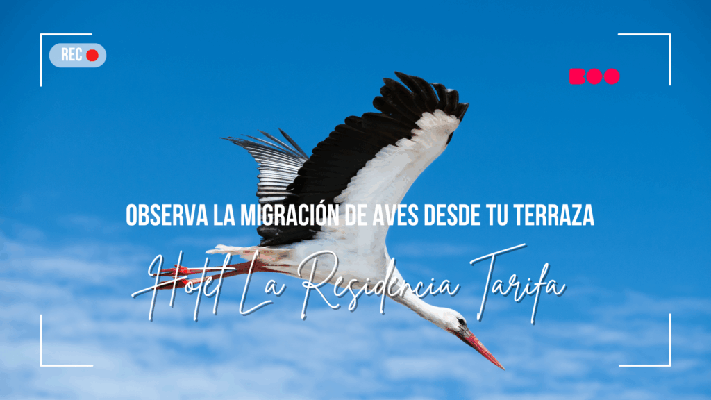 Hotel La Residencia Tarifa: Observa la Migración de Aves desde tu Terraza Privada